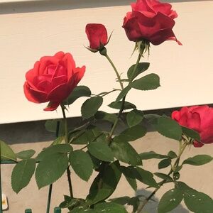 St-Valentin - Valentine's Day - Amour - Gift and others